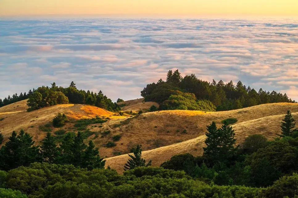 Mt tamalpais store